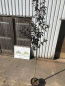 Preview: Rotblättrige Nelkenkirsche "Royal Burgundy" (Prunus serrulata "Royal Burgundy) im Großcontainer Alleebaum 3-4 m